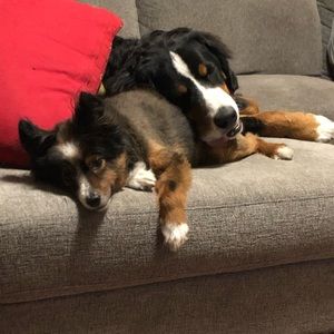 Meet your Posher, Steven